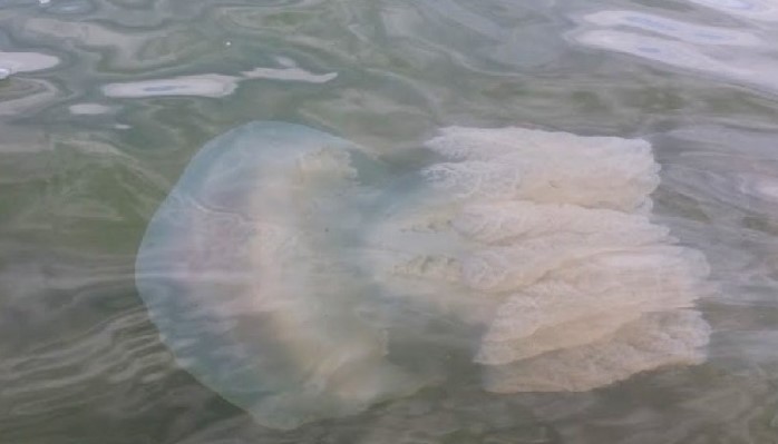 В Азовском море началось нашествие ядовитых медуз. ВИДЕО