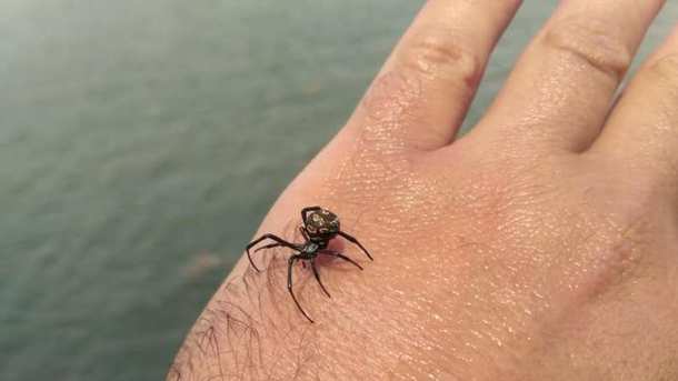 В Одесской области женщина чуть не умерла от укуса ядовитого паука