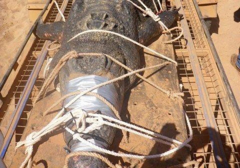 В Австралии поймали гигантского 600-килограммового крокодила. ФОТО