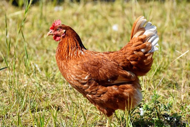 Украина заняла третье место в мире по экспорту курятины 
