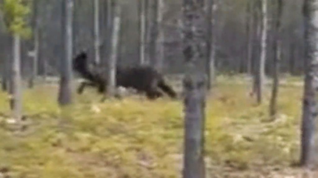 В США гигантский волк чуть не разорвал собаку. ВИДЕО