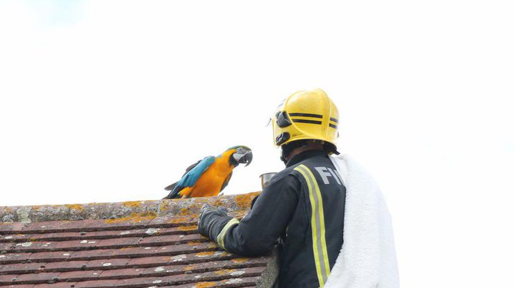 Застрявший на крыше попугай обматерил пожарных и улетел