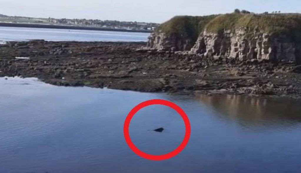 Загадочное водоплавающее существо запечатлели возле Англии. ВИДЕО