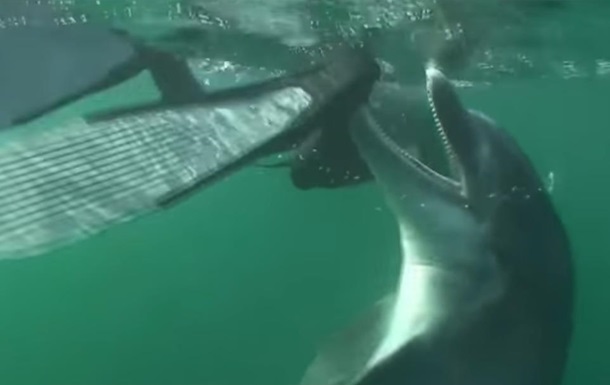 Во Франции из-за возбужденного дельфина закрыли пляж
