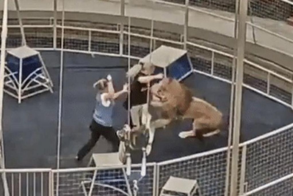 В московском цирке лев набросился на дрессировщика. ВИДЕО