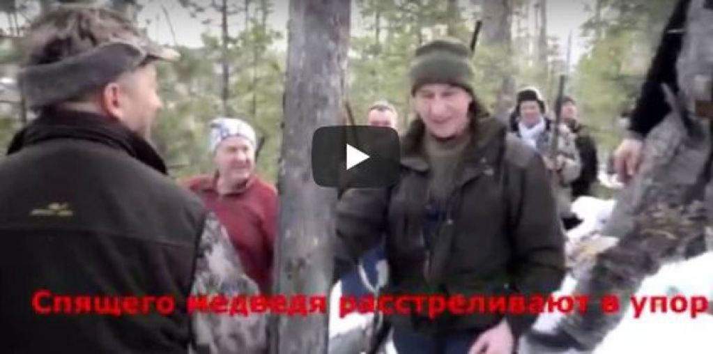 В Сети появилось видео расстрела спящего медведя главой Иркутской области
