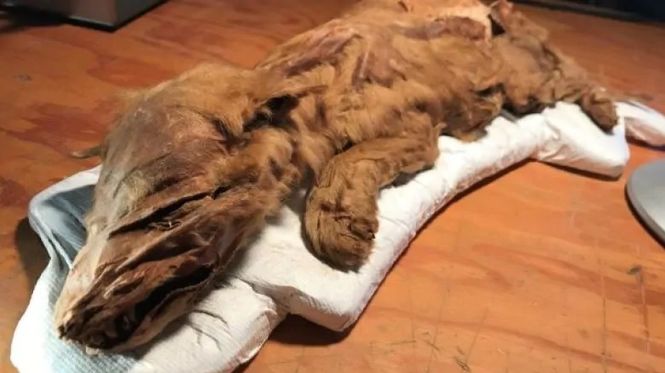 Уникальная находка: в Канаде нашли мумию волчонка ледникового периода