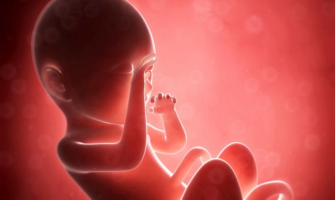 Девять месяцев в утробе за четыре минуты: что происходит с детьми до их рождения