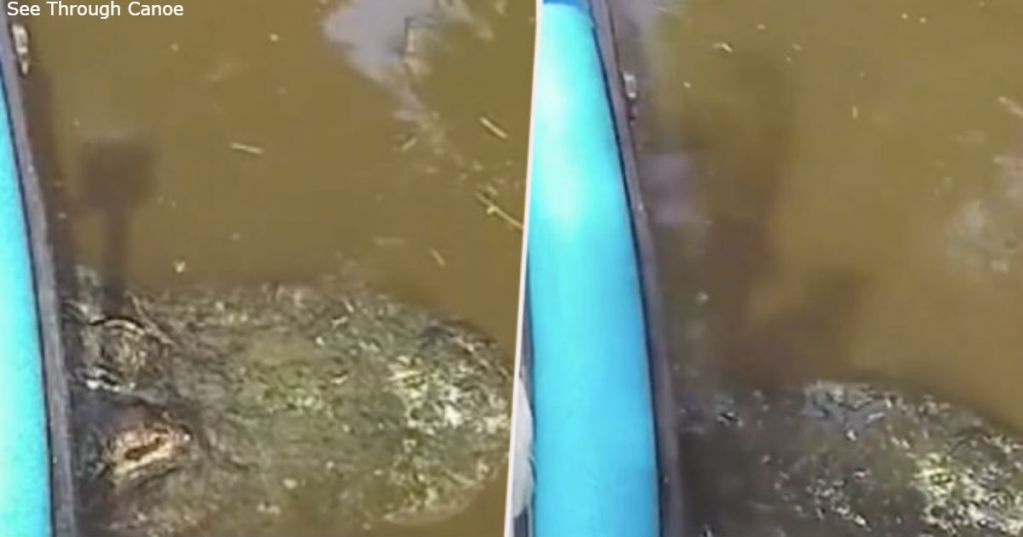 Лодка с туристами застряла на спине аллигатора. ВИДЕО