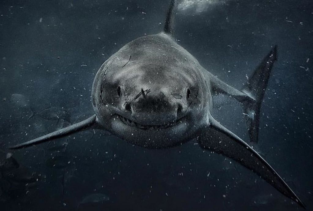 Снимок акулы-сатаны вошел в жуткую коллекцию дайверов. ВИДЕО