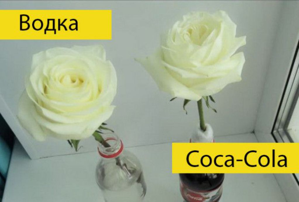 Водка или coca-cola: в чем розы простоят дольше