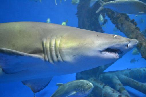 Распугал наготой акул: в Канаде голый мужчина прыгнул в аквариум с хищниками. ВИДЕО