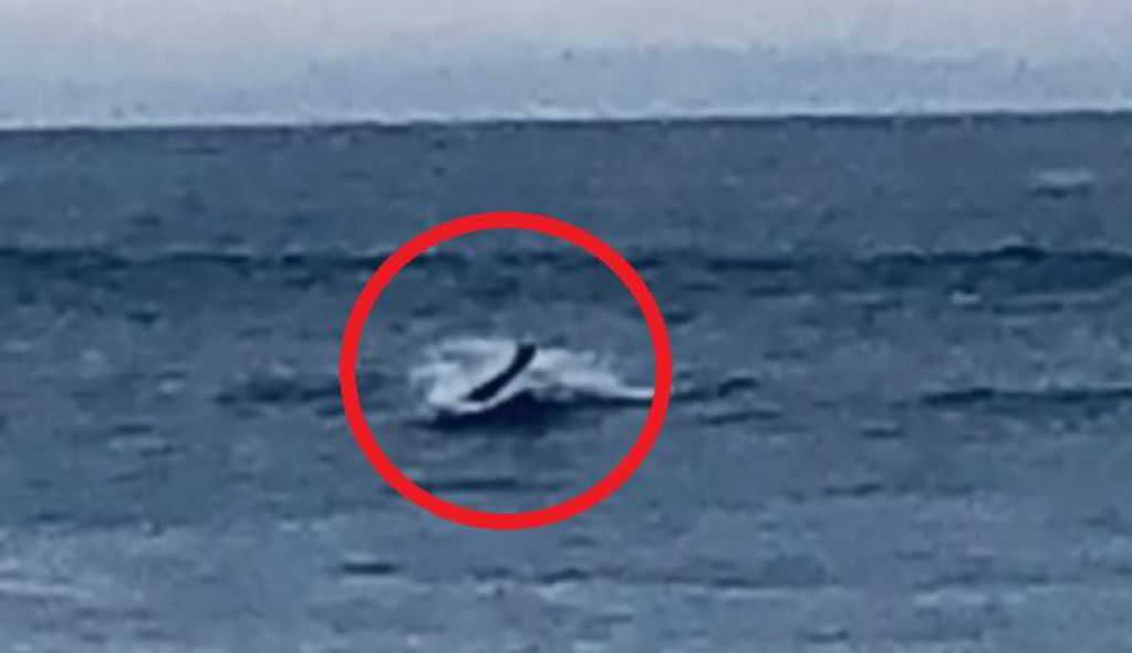 Загадочное человекоподобное существо показалось из воды в Калифорнии. ВИДЕО
