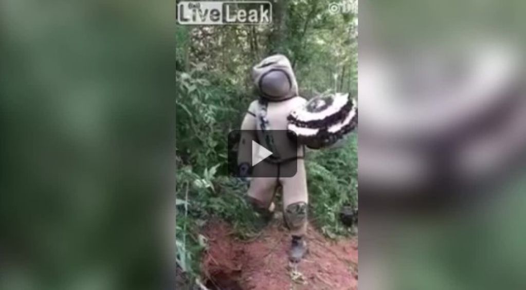 Парень снял на видео, как пляшет с шершнями: этот танец стал последним
