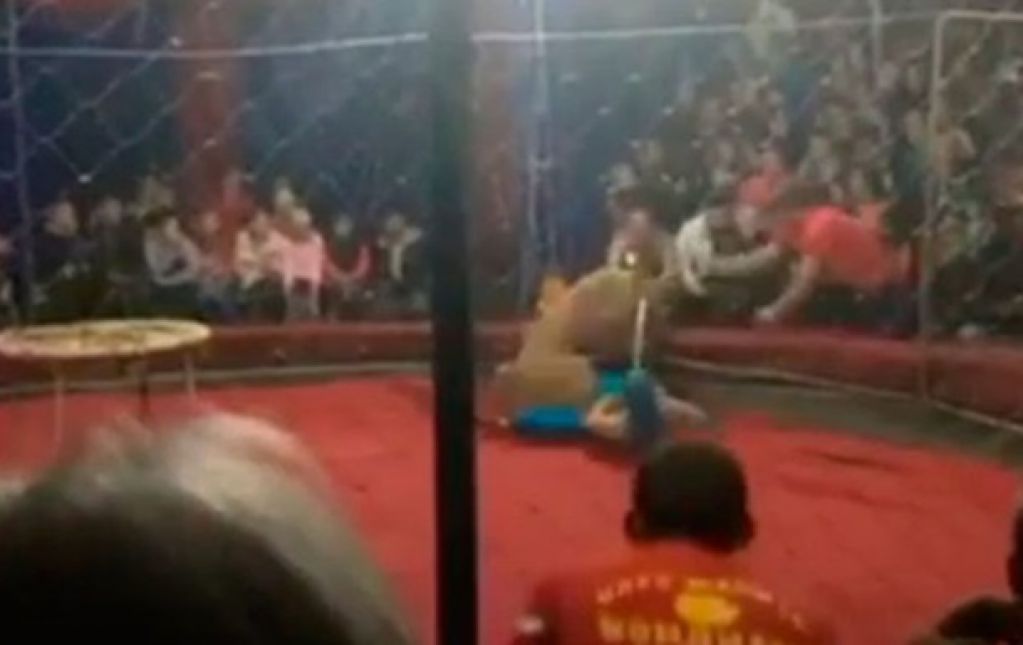 В российском цирке львица напала на трехлетнюю девочку. ВИДЕО