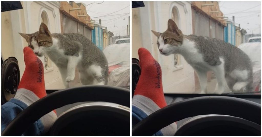 Мужчина решил напугать кота, но что-то пошло не так. ВИДЕО