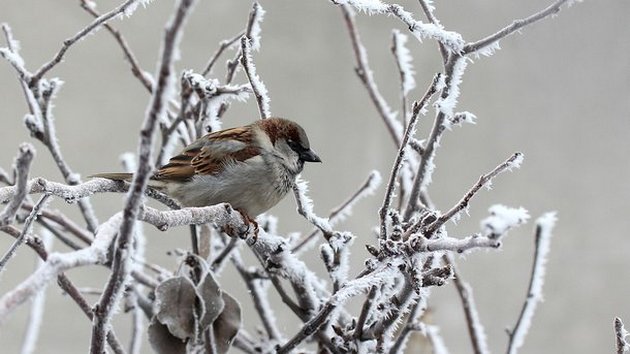 Мороз до -14: Украине пообещали температурные качели в ноябре
