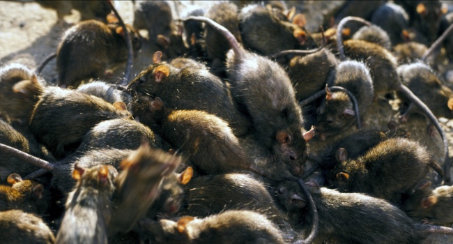 Крысы могут спровоцировать Апокалипсис