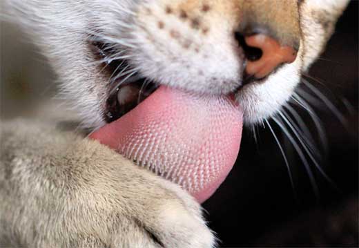 Ученые выяснили, для чего кошкам на самом деле нужен шершавый язык