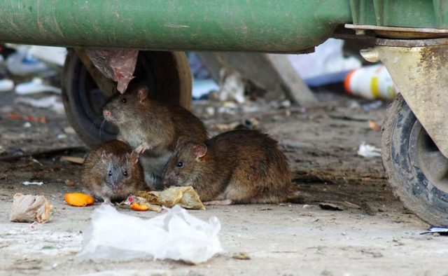 Настоящее логово: Киев атаковали полчища крыс