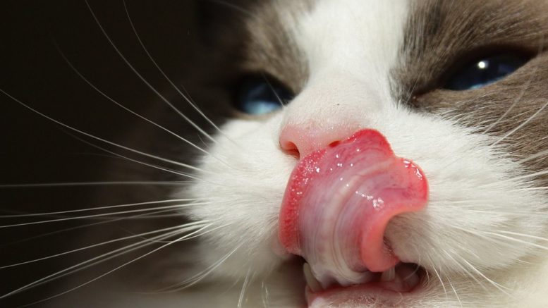 Ученые узнали интересный факт о кошачьем языке