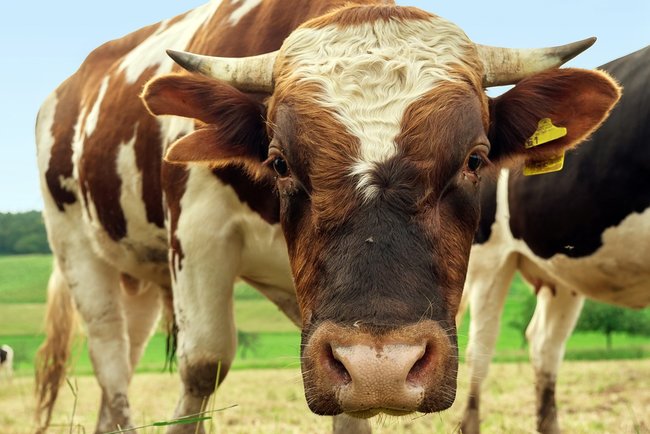 Гигантского быка побоялись убивать на скотобойне: есть видео
