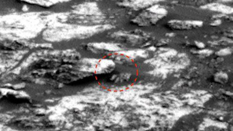 Скотт Уоринг нашел на Марсе загадочного краба