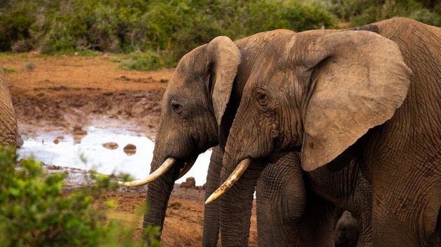 Драка слона и троих бегемотов насмешила пользователей сети. ВИДЕО