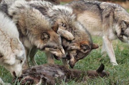 На Вінничині вовки-мутанти тероризують ціле село