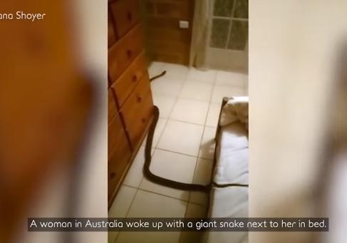 В Австралии огромный питон заполз в постель к женщине. ВИДЕО