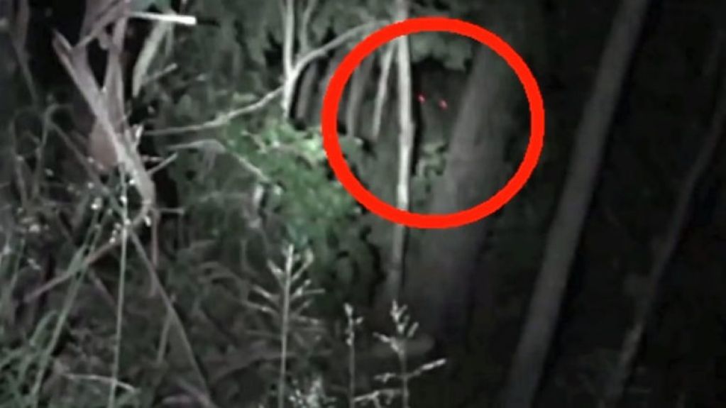 В лесу засняли таинственное существо с красными глазами. ВИДЕО
