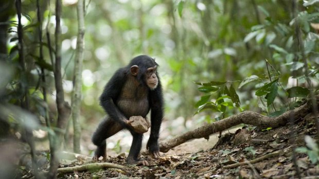 Шимпанзе верят в Бога: ученые засняли странный ритуал