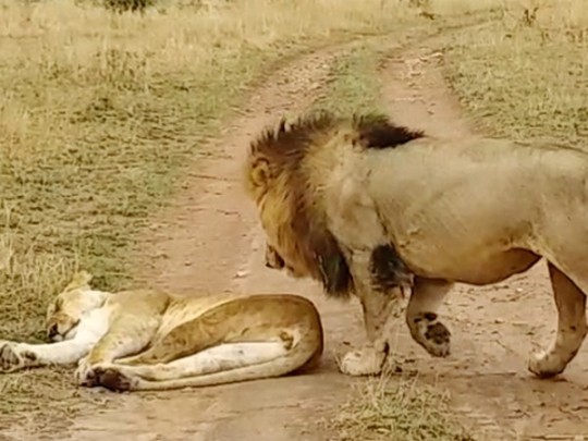 Лев решил подшутить над спящей львицей и сильно об этом пожалел. ВИДЕО