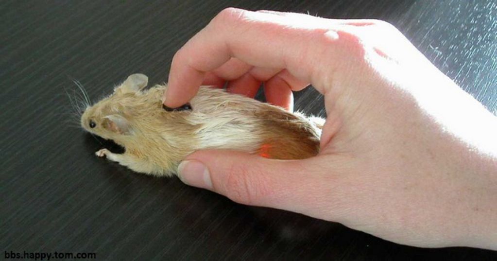 Я на неделю перестал пользоваться мышкой вообще. Вот мои впечатления