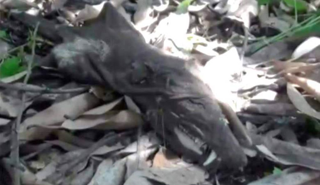 В Колумбии обнаружили останки загадочного существа. ВИДЕО