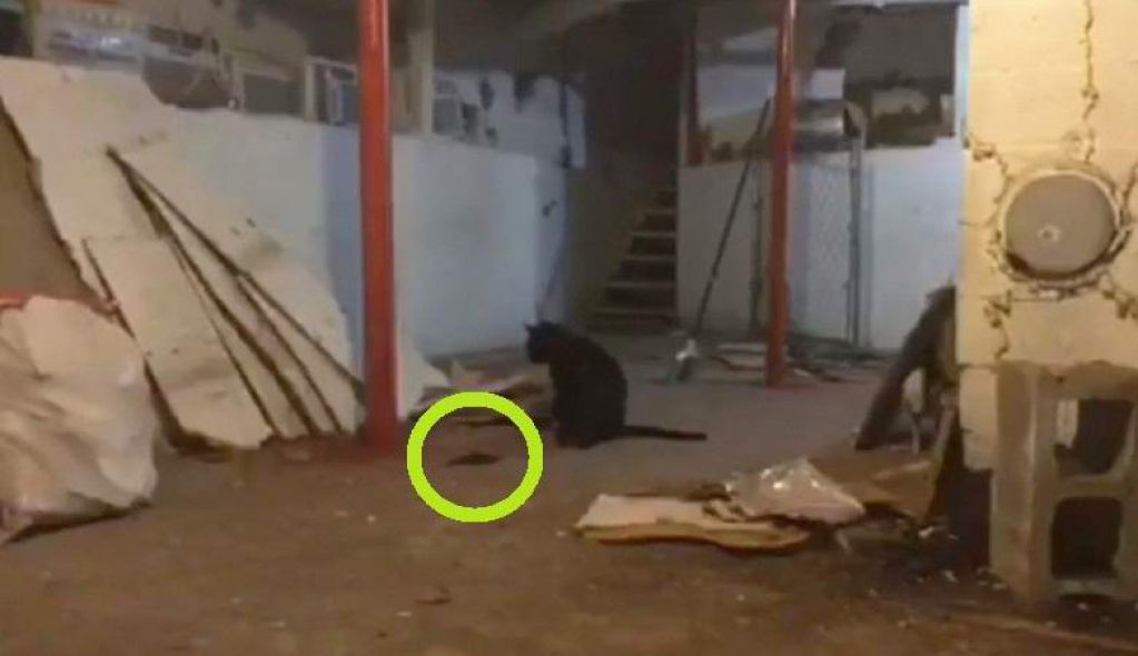 Кот набросился в подвале на загадочную движущуюся массу. ВИДЕО