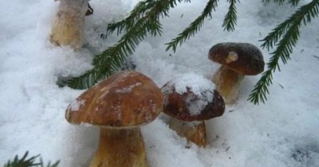 Лопату — і в ліс: На Прикарпатті збирають гриби з-під снігу. ВІДЕО