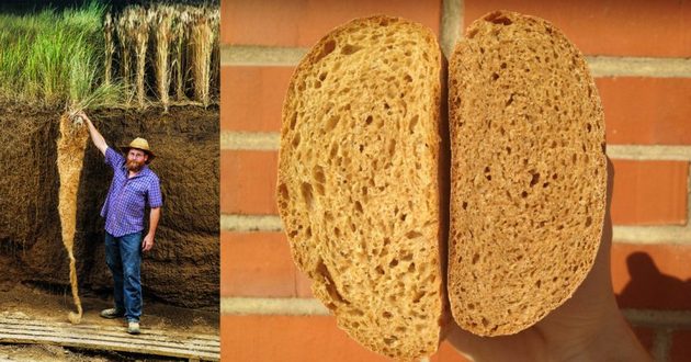 Хлебный злак: американцы вывели новый сорт пшеницы 