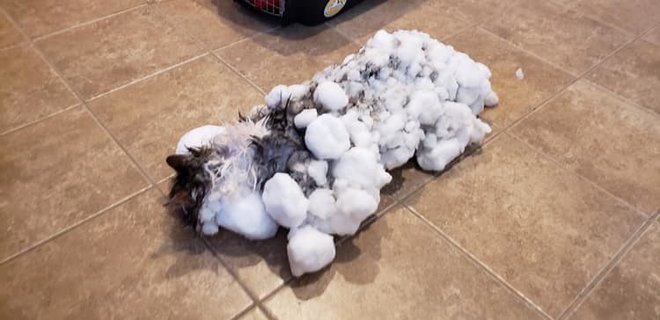 Американцы спасли кошку, превратившуюся в кусок льда. ФОТО