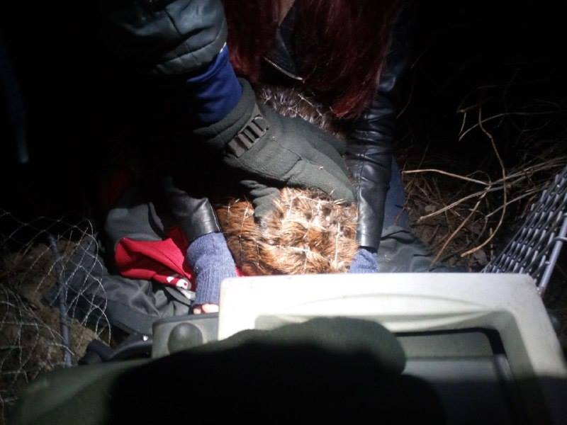 Наглый браконьер явился за бобром, пока киевские спасатели вытаскивали животное из капкана. ФОТО