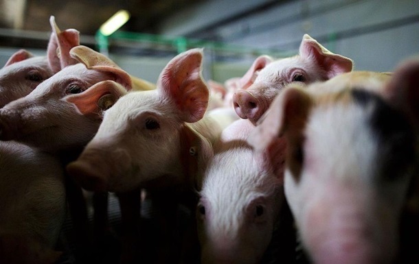 РФ ужесточила контроль импорта украинской свинины из-за АЧС