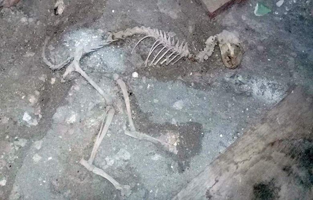 В Узбекистане нашли останки таинственного животного