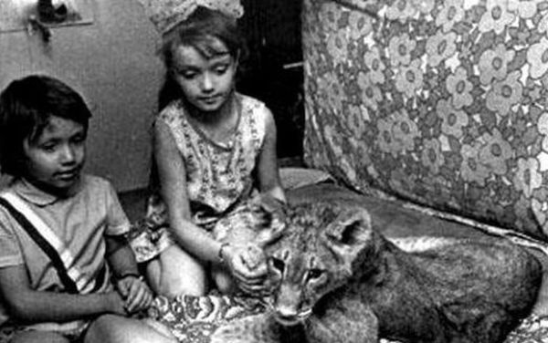 История обычной советской семьи, жившей в одной квартире со львом
