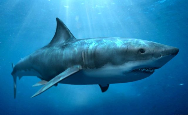 Фото, покорившее мир: экстремал залез в пасть акулы-людоеда