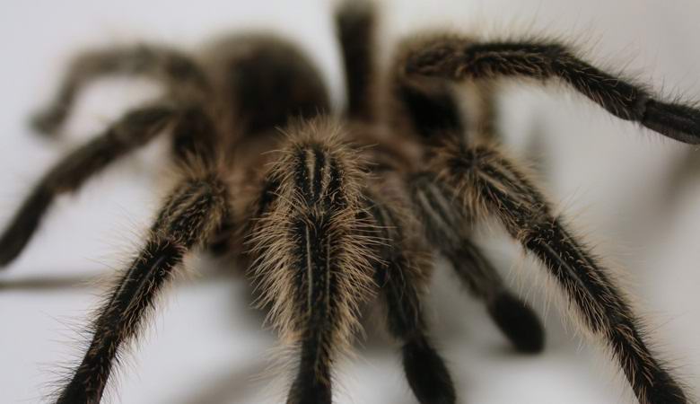 Шокирующее видео: паук полакомился опоссумом