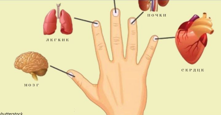 Исцелите себя сами: каждый палец связан с двумя органами