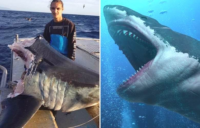 Океанский монстр запросто справился с огромной акулой. ВИДЕО