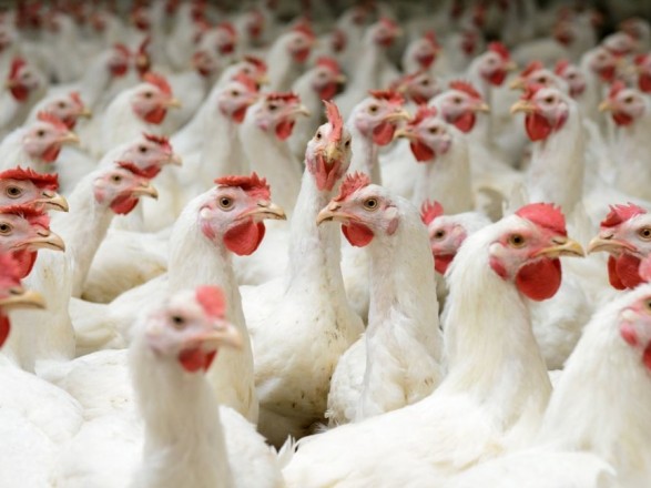 Украинские птицеводы прокомментировали увеличение квот на экспорт курятины в ЕС 