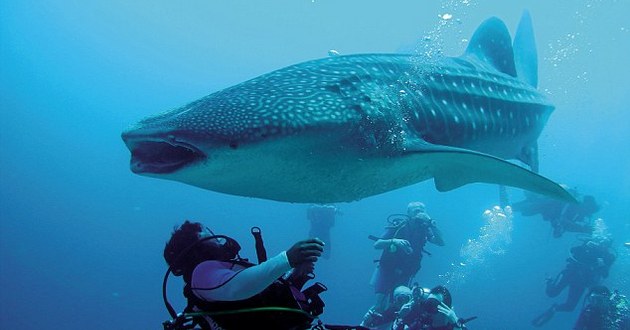 Огромная китовая акула схватила дайвера за ногу, но не для того, чтобы съесть. ВИДЕО