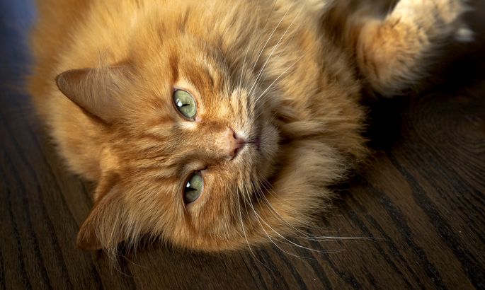 18 кг счастья: прогулка самого толстого кота Нью-Йорка попала на камеру